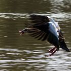 verärgerte Nilgans