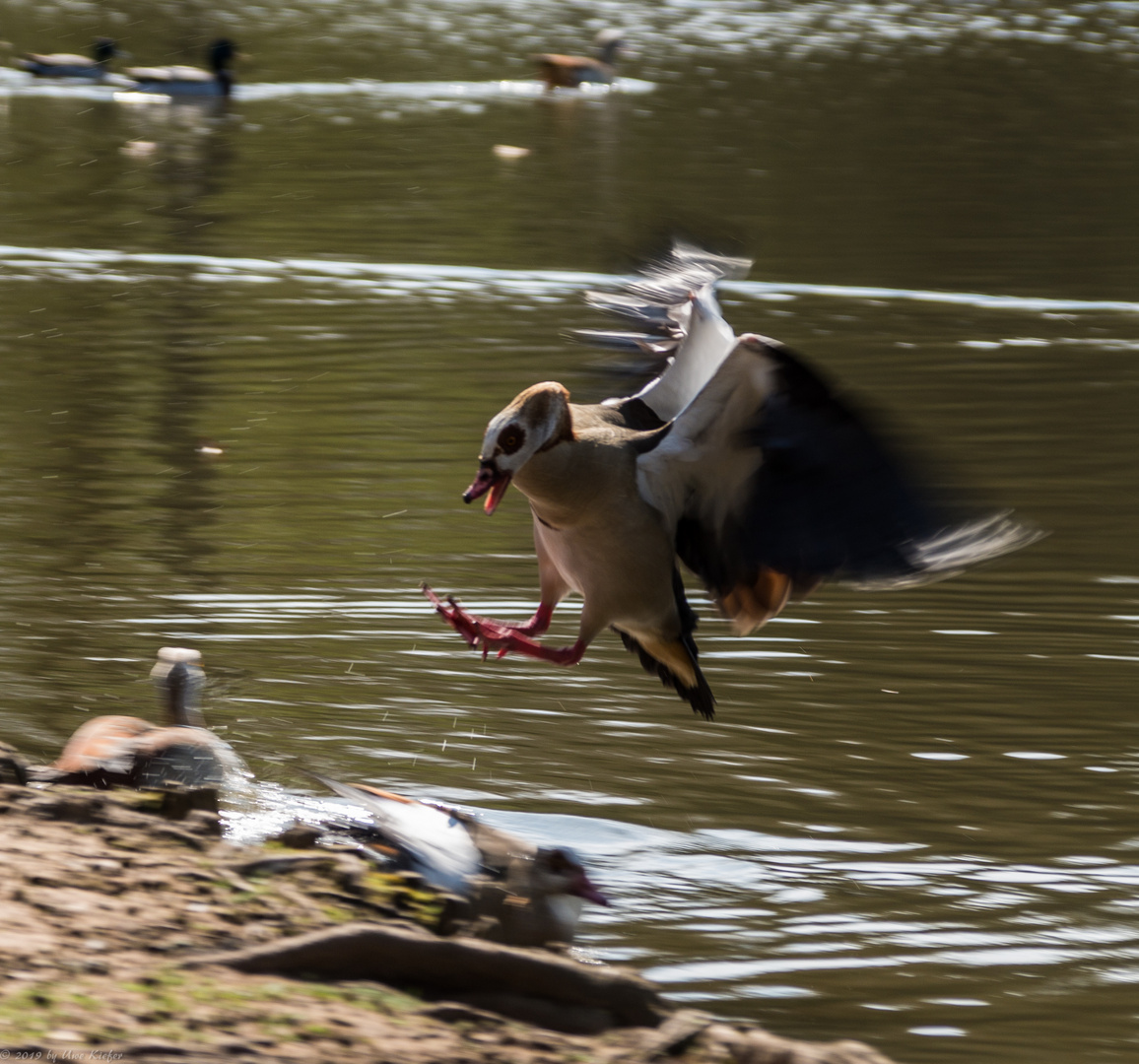 verärgerte Nilgans Fortsetzung 1