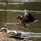 verärgerte Nilgans Fortsetzung 1