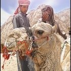 Verärgerter Beduine