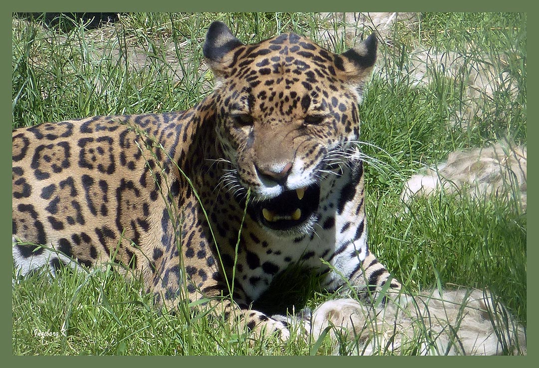 verärgerter  Jaguar