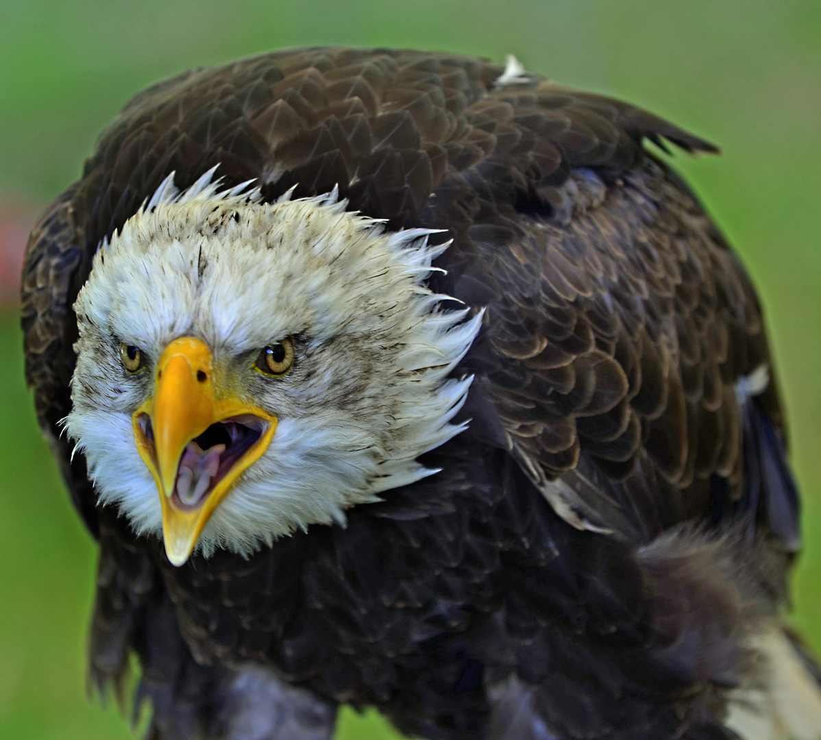 Verärgerter Weißkopfseeadler