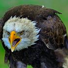 Verärgerter Weißkopfseeadler