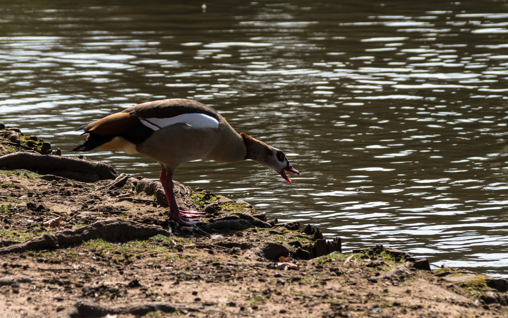 verärgete Nilgans Fortsetzung 2