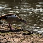 verärgete Nilgans Fortsetzung 2