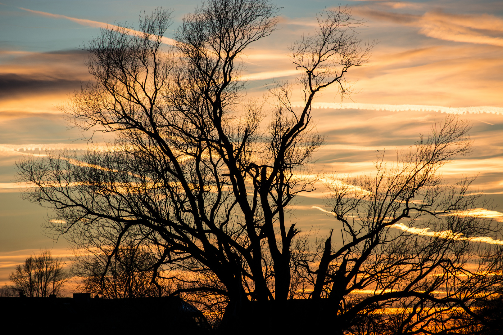 Verästelter Abendhimmel