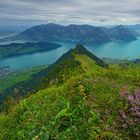 Verästelter Vierwaldstättersee