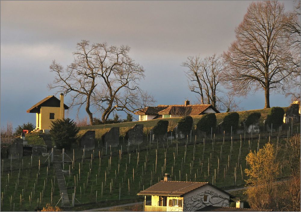 Verästelungen im Abendlicht