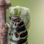 Verankerung für die Schlaufe (rote Markierung)