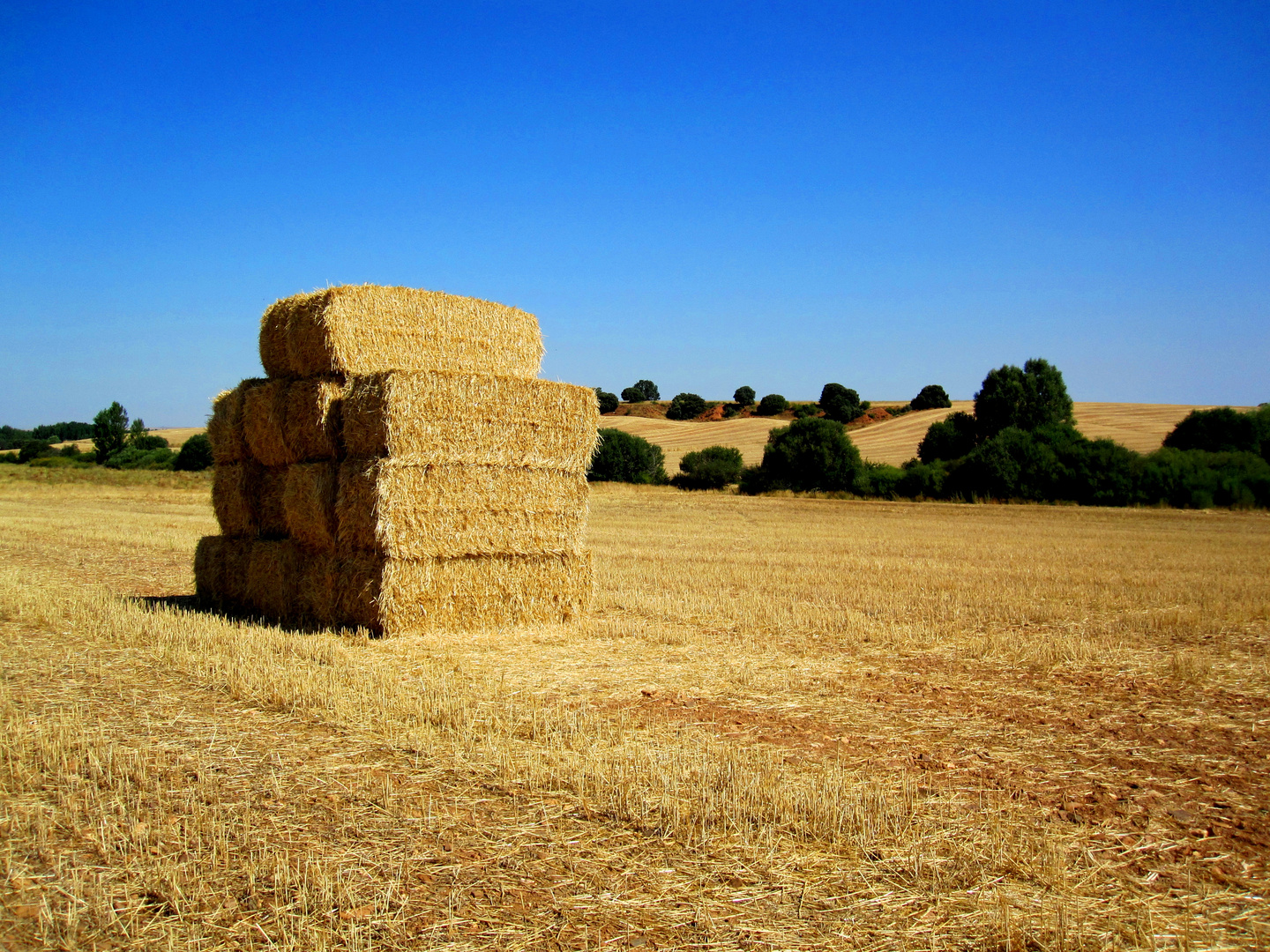 verano y cosecha