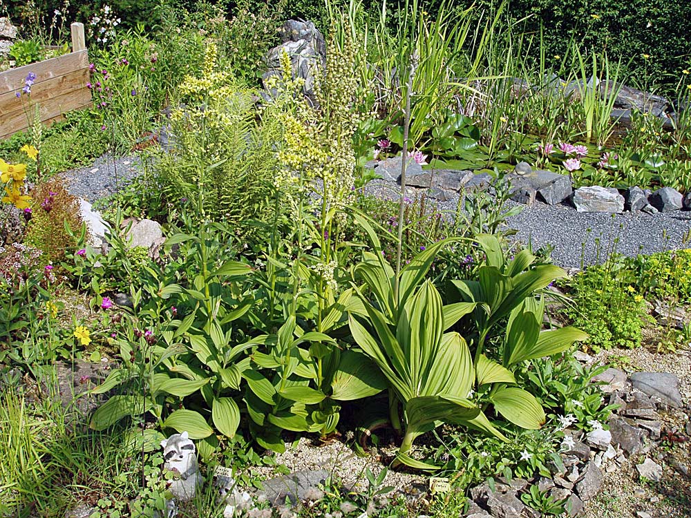 Veratrum album und -nigrum - Weißer und schwarzer Germer zum Blattansatzvergleich am Sproß