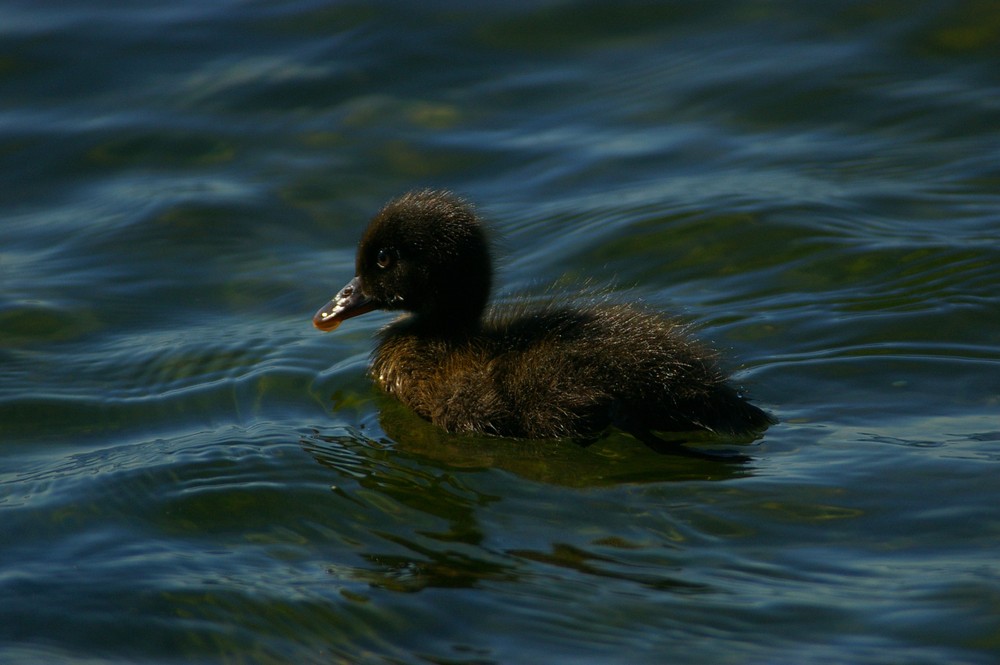 Verbania Pallanza: l'anatroccolo più intraprendente del Lago Maggiore