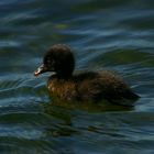 Verbania Pallanza: l'anatroccolo più intraprendente del Lago Maggiore