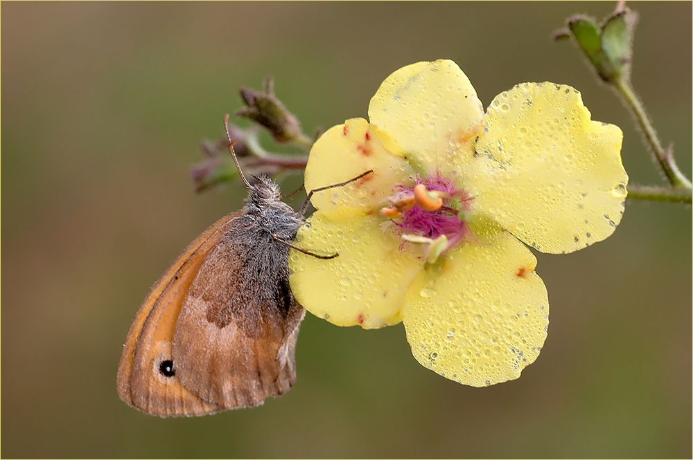 Verbascum