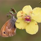 Verbascum