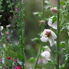 Verbascum-Blattaria-alba - weisse Königskerze