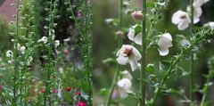 Verbascum-Blattaria-alba - weisse Königskerze