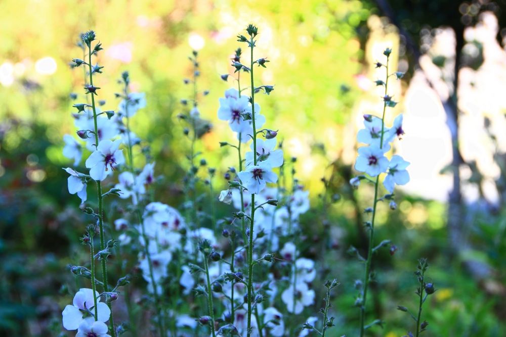 Verbascum-blattaria_100_3903_Bluehzeiten_9h54