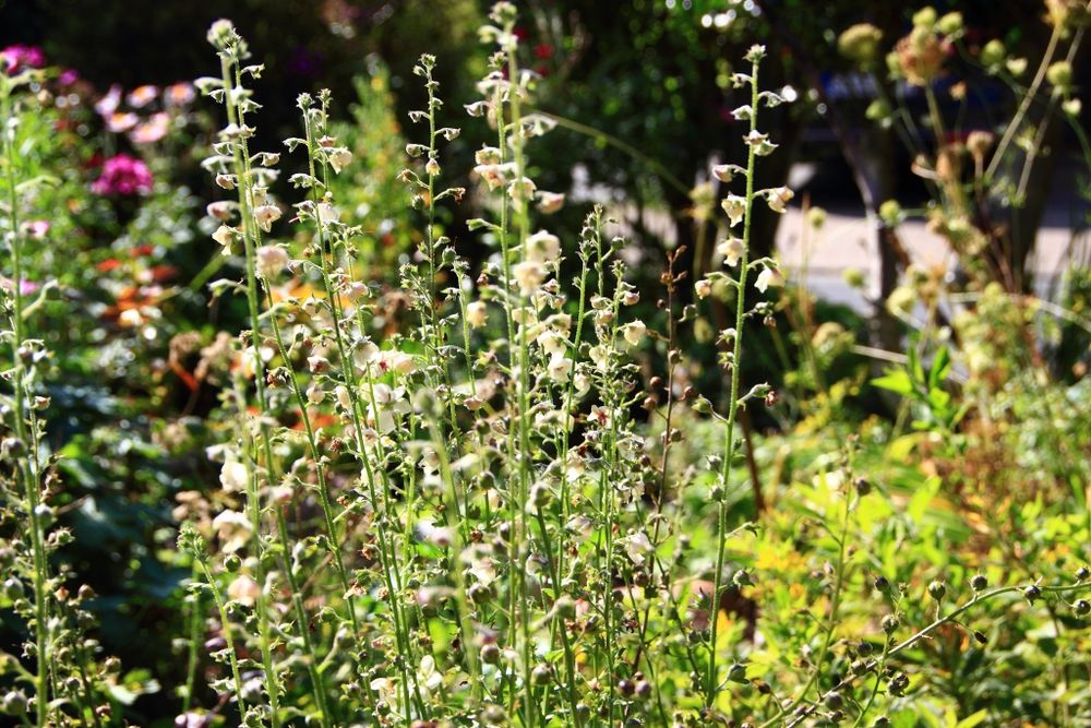 Verbascum-blattaria_100_3906_Bluehzeiten16h_54