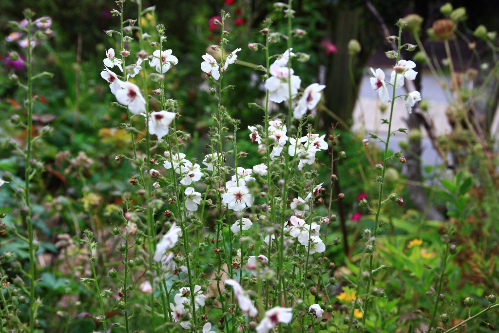 Verbascum-blattaria_100_3911_Bluehzeiten13_55