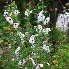 Verbascum-blattaria_100_3911_Bluehzeiten13_55