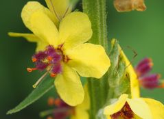 Verbascum nigrum