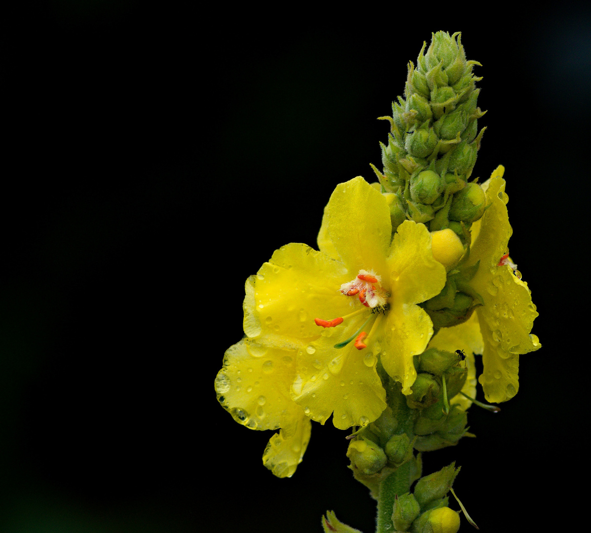 Verbascum phlomoides