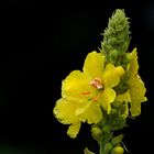 Verbascum phlomoides