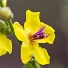 Verbascum sinuatum (Gebuchtete Königskerze)..