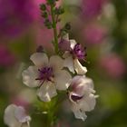 Verbascum Southern Charm