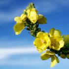 Verbascum thapsus