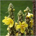 Verbascum thapsus