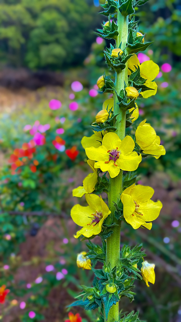 Verbascum virgatum ( Mitrún )