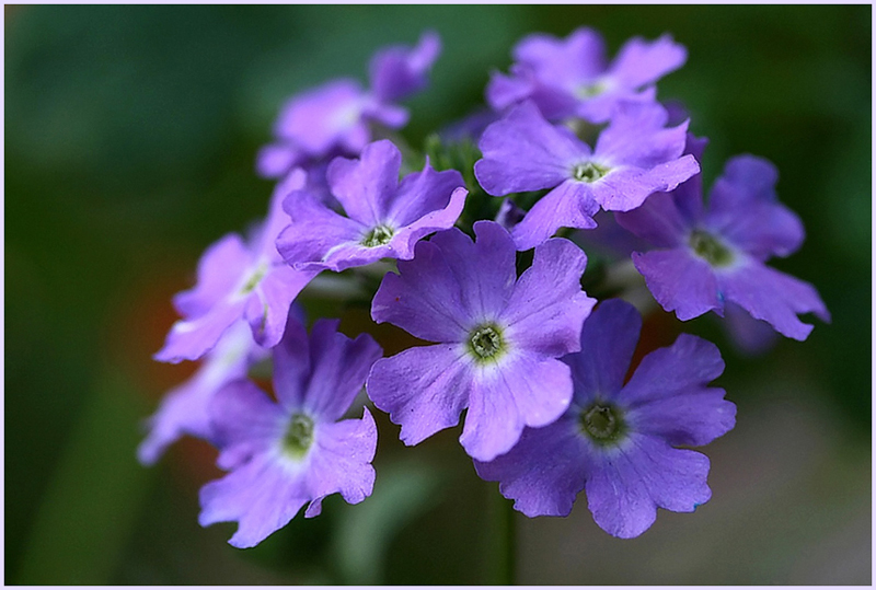 Verbena