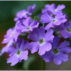 Verbena