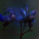 Verbena