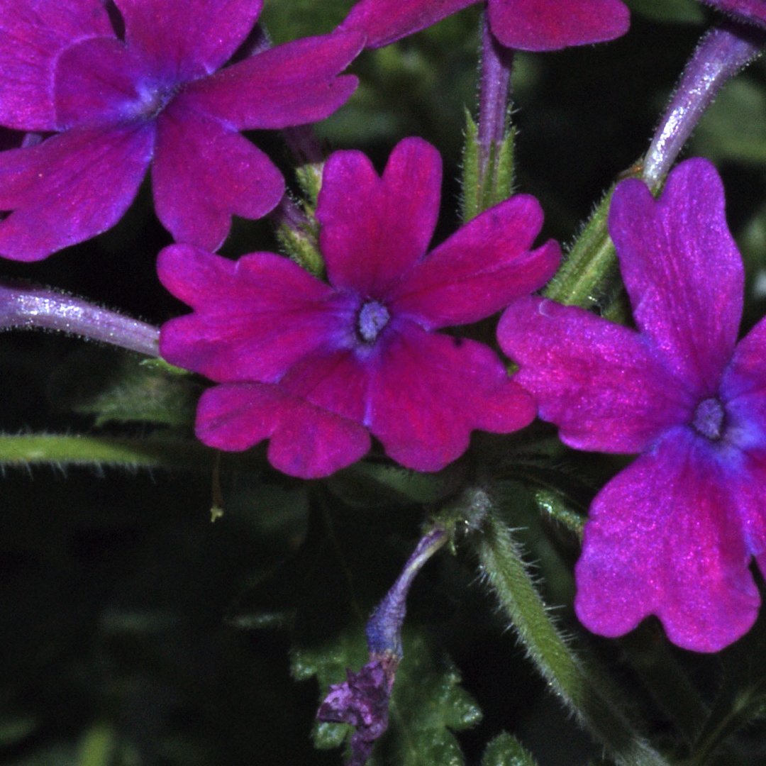 Verbena