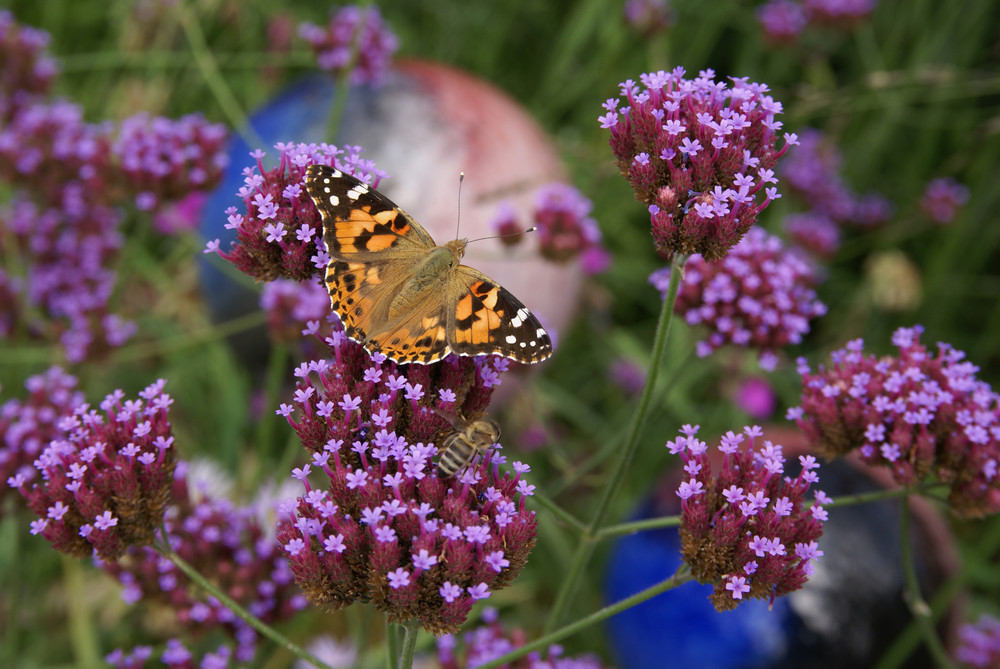 Verbena Bonariensis