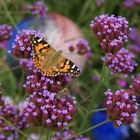 Verbena Bonariensis