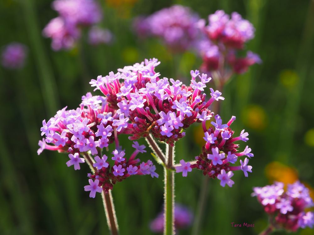 Verbena bonariensis*