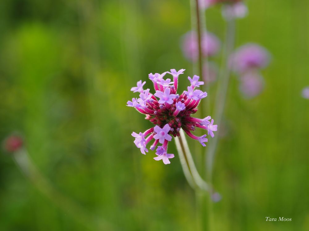 Verbena bonariensis