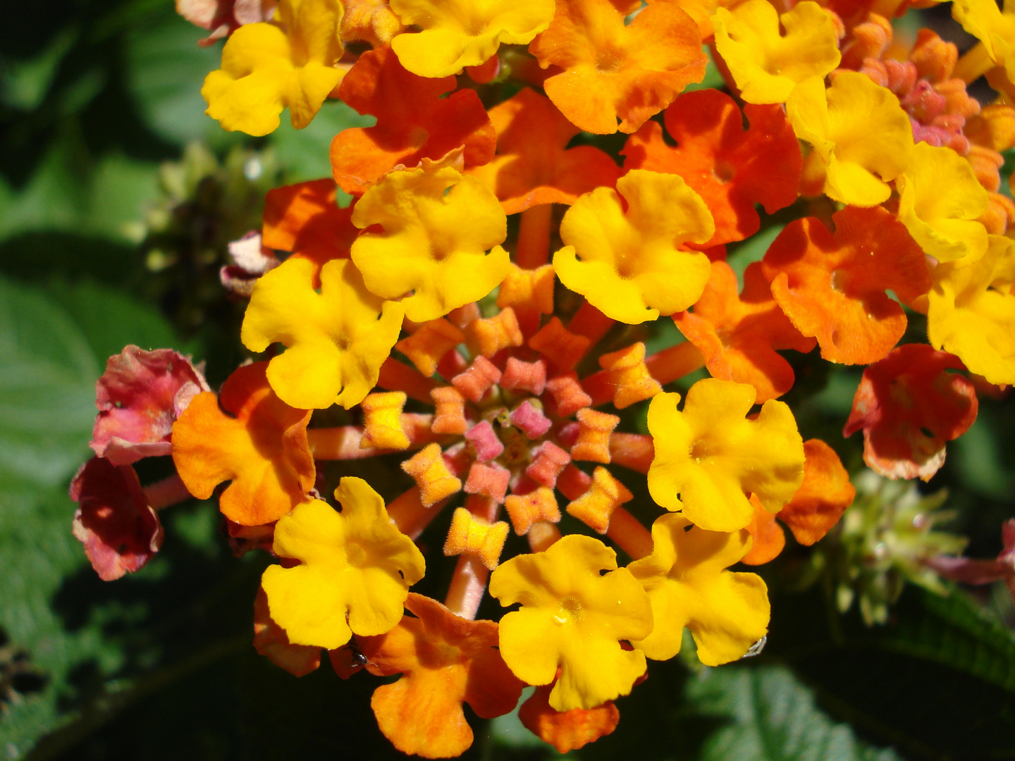 VERBENA