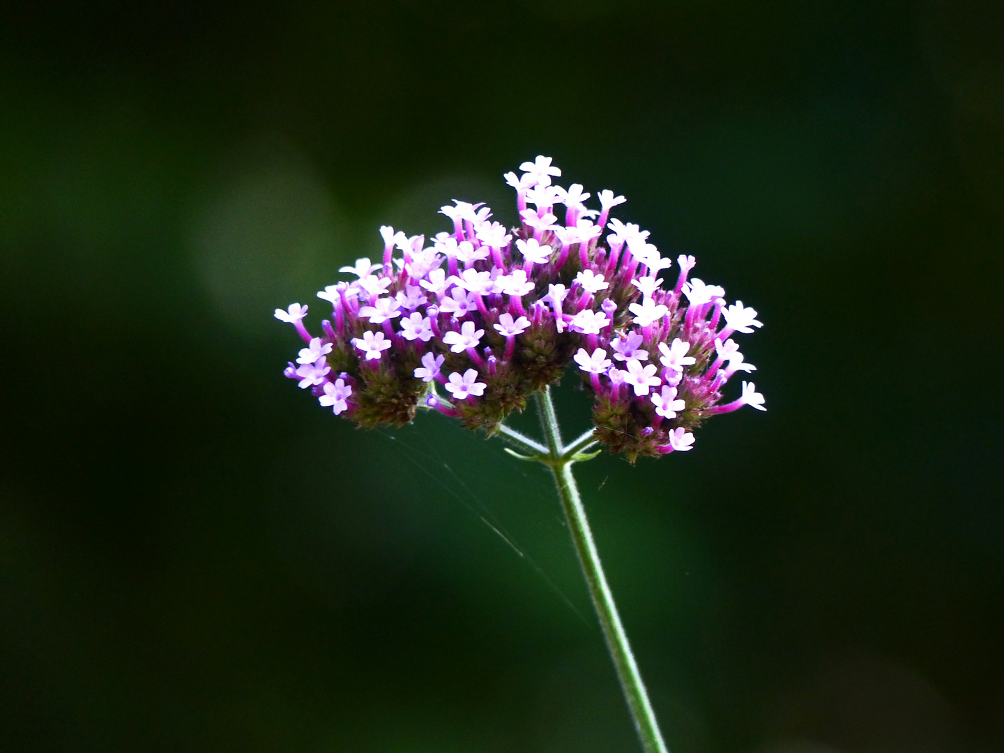 Verbena Foto & Bild pflanzen, pilze & flechten, blüten