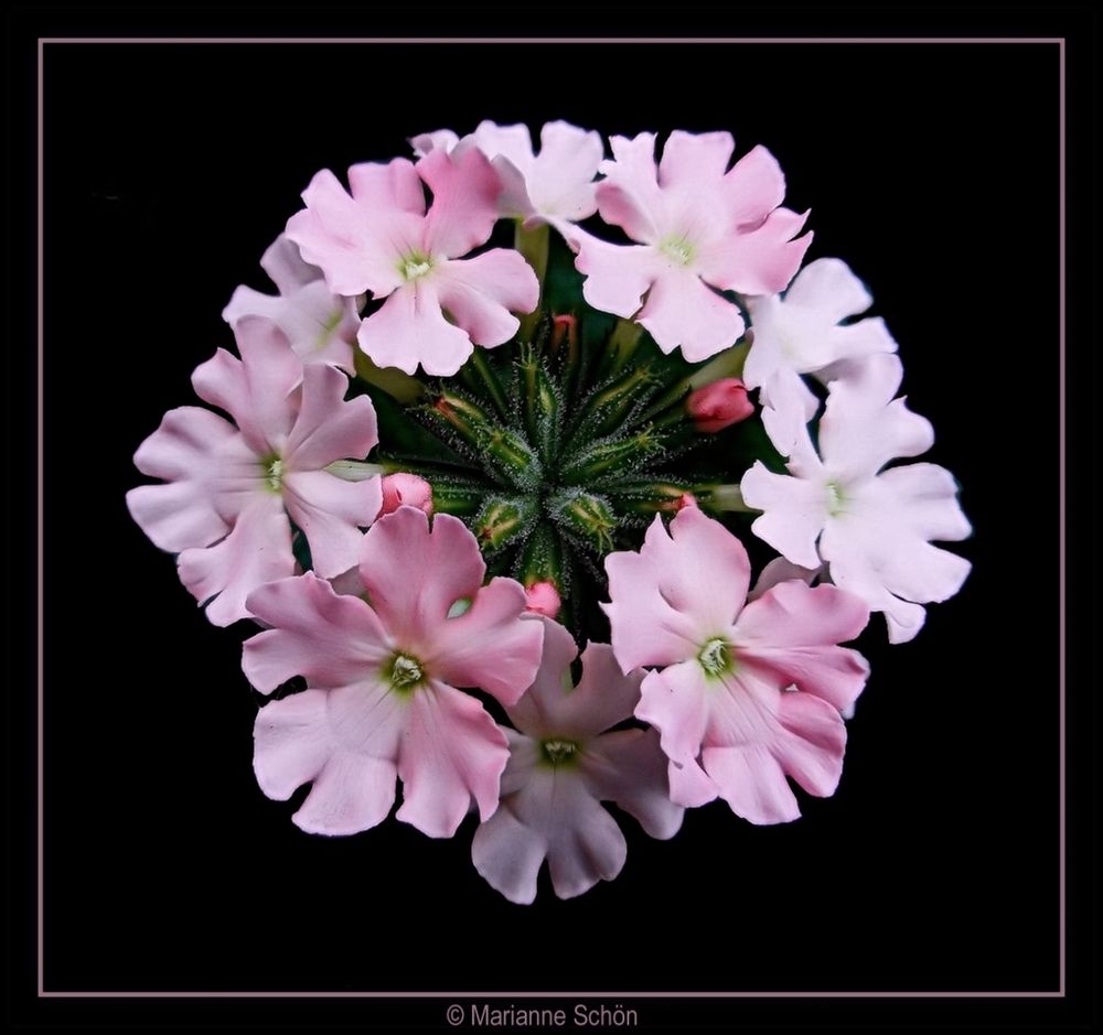 Verbena hybrida Tuscany Pink Picotee 