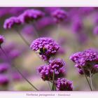 Verbena patagonica - Eisenkraut