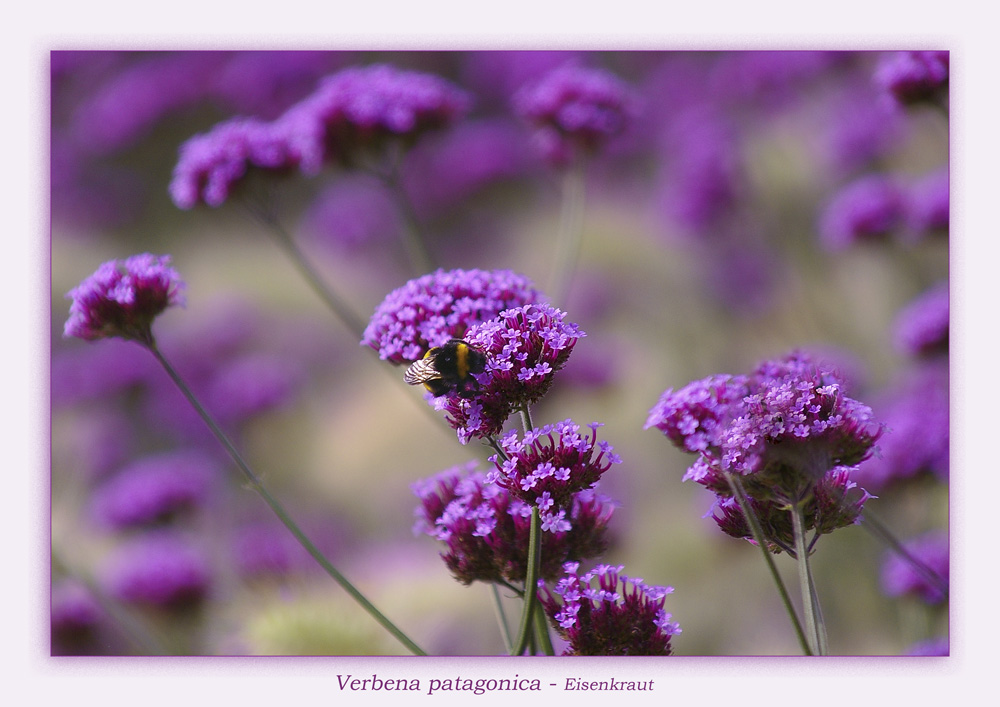 Verbena patagonica - Eisenkraut