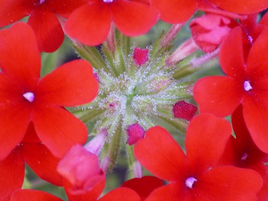 Verbenablüte 2.ter Versuch