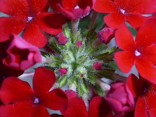 Verbenablüten Innenleben