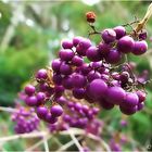 * Verbenaceae / Callicarpa Mollis *