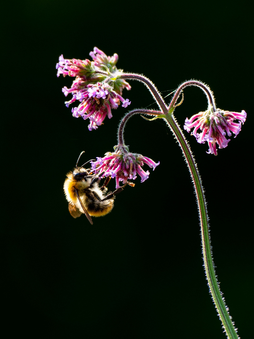 Verbene, ein Insektenmagnet